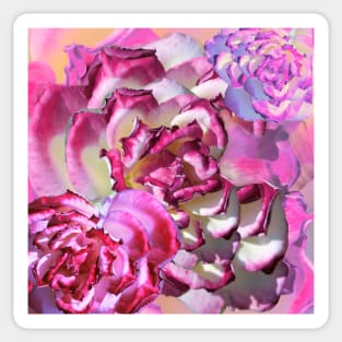 Pink and White Roses, A combination of Artwork and Photography Sticker